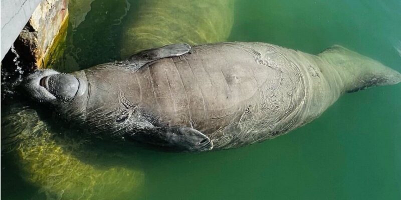 A manatee floating on its back in greenish water near a concrete edge. The manatee's flippers are visible resting on its belly.
