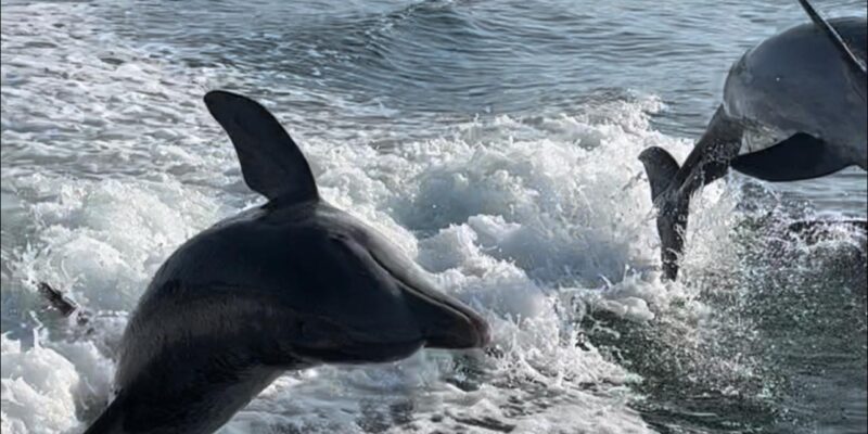 Two dolphins are leaping out of the water near the wake of a boat, with a forested shoreline and a red triangular navigation marker labeled "74" visible in the background.