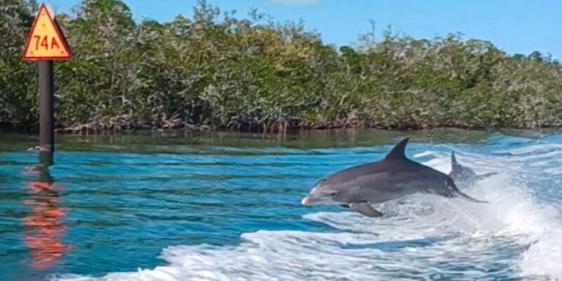 A dolphin is leaping out of the water near a wake created by a boat, with dense green mangrove trees in the background and a triangular orange navigation marker labeled "74A" on a post in the water. The sky is clear and blue.
